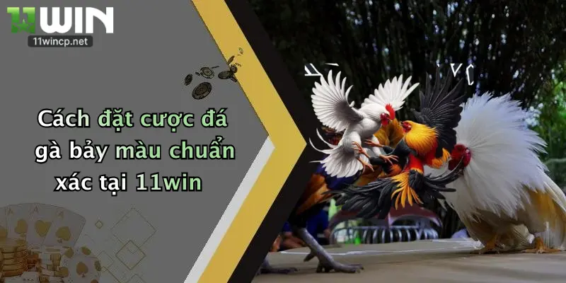 Cách đặt cược đá gà bảy màu chuẩn xác tại 11win